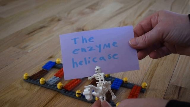 DNA Replication, Simplified