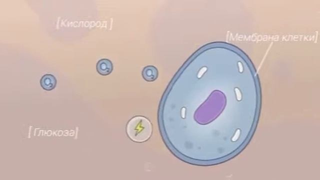 Митохондрии.