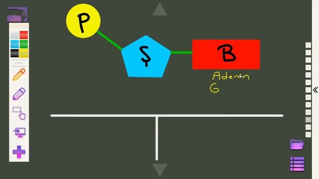 Nükleotidin Yapısı 8.sınıf