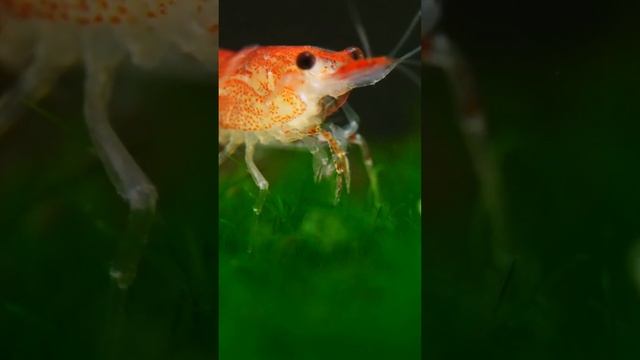CAMARÃO #shortvideo #curiosidades #animals #peixes #camarão #crustaceos #sea #brasil