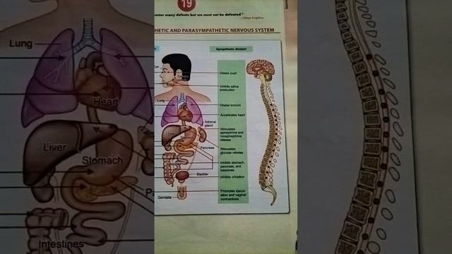 Functions Of Sympathetic And Parasympathetic Nervous System