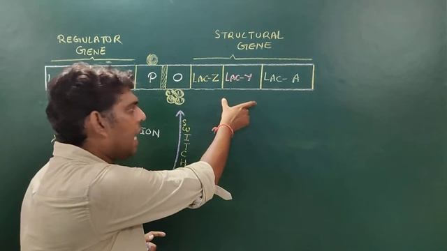 Operon Model (Regulation Of Gene Expression In Prokaryotes- (Part 1/2)