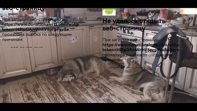 10 #хаски отмечают день защиты детей