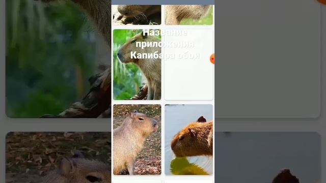 кому надо обои с капибарами скачивайте приложение Капибара обои #capybara #обоинателефон #капибары