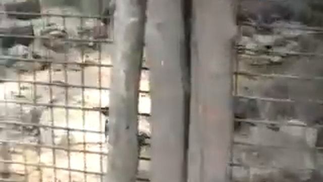 Сафари Рамат  Ган Часть 6 Семейство кошачьих