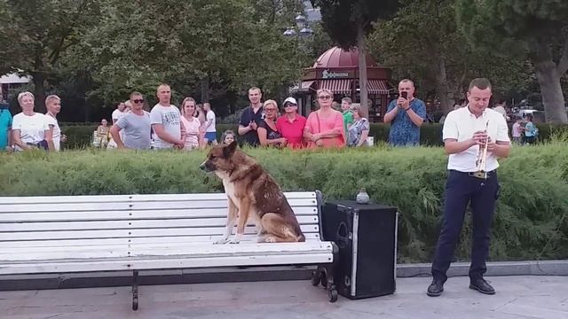Мухтар на лавочки в Ялте