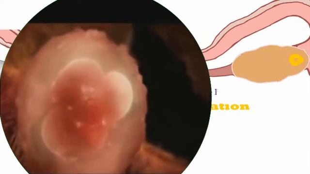 De La Fécondation à La Naissance