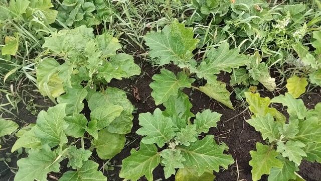 Кефир в огороде.👨🌾 🥛Как использую.