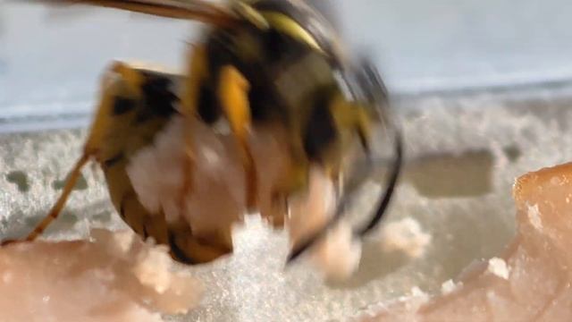 Macro Video Vivo X100 Ultra 4k. #insects #macro #mobilephotographyideas #vivo