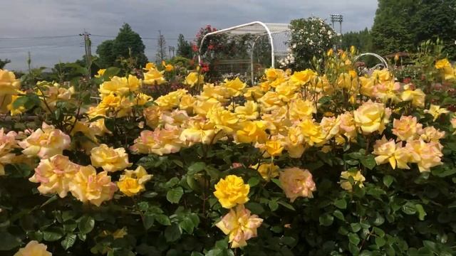 Beautiful Roses In Ina Machi