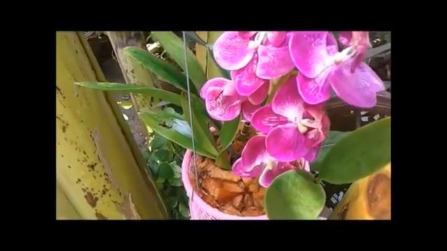 กระถางปลูกกล้วยไม้ DIYจากของเหลือใช้  Recycle From Waste ♻️ By Unclenui