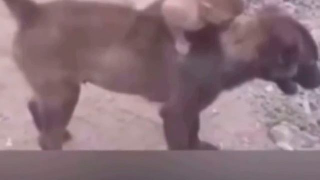 Что принесла эта Собака в полицию просто не укладывается в голове . Это невозможно...