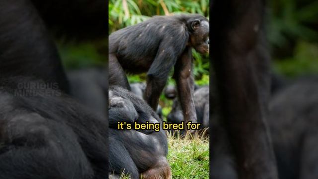 Humongous Lion Killer Apes Of Congo!!!