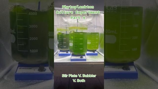 Phytoplankton Culture Experiment Part 4 - Stir Plate V. Bubbler V. Both