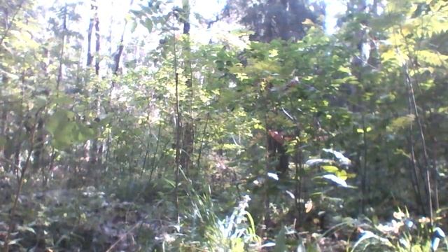 A Sunny Autumn Day And A Frog солнечный осенний день и лягушка