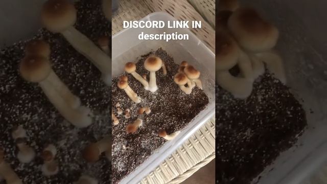This The First Mono Tub Fruiting