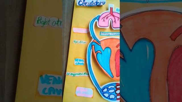 3d Model On Circulatory System