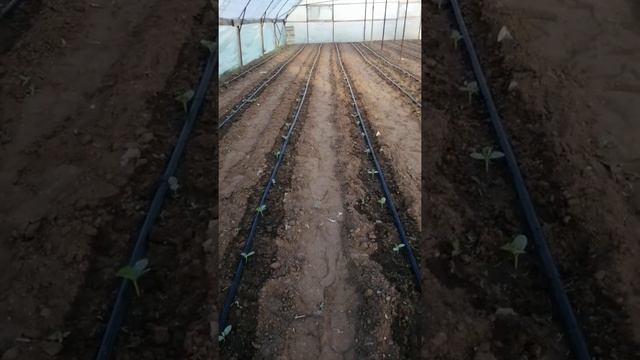 огурцам 10 дней с посадки