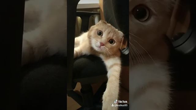 #vine #кошка хочет кушать #самые смешные видео ролики #