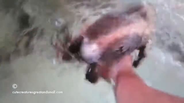 Милый утконос) Cute Platypus)