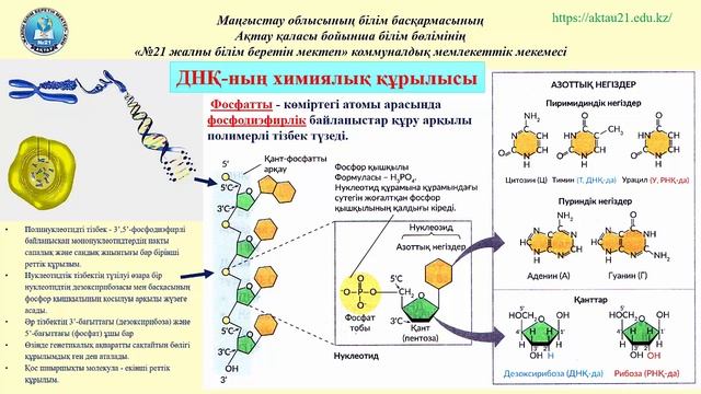 §12  Дезоксирибонуклеин қышқылының құрылысы мен құрылымы