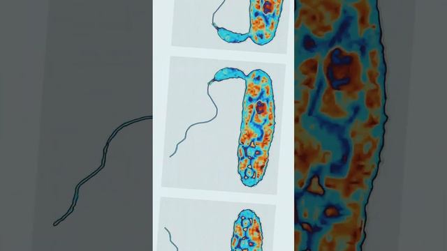 Parasitic Interaction Of Bdellovibrio Bacteriovorus with  escherichia Coli😁🔬🧫🧬