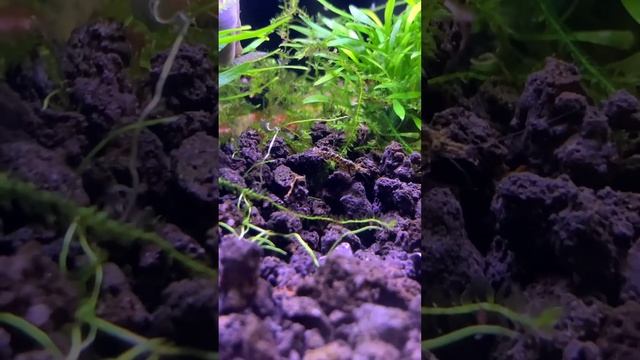 Crystal Shrimps