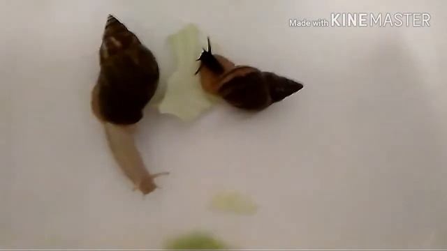 Мои питомцы...