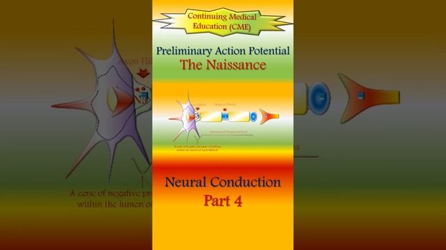Neural Conduction (4).. The Naissance Of Preliminary Action Potential