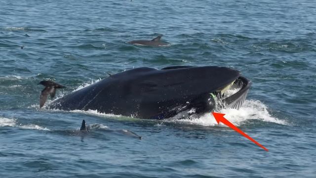 The Whale Swallowed The Diver, And Then Something You Won't Believe Happened