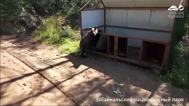 Медведи оккупировали мусорные баки