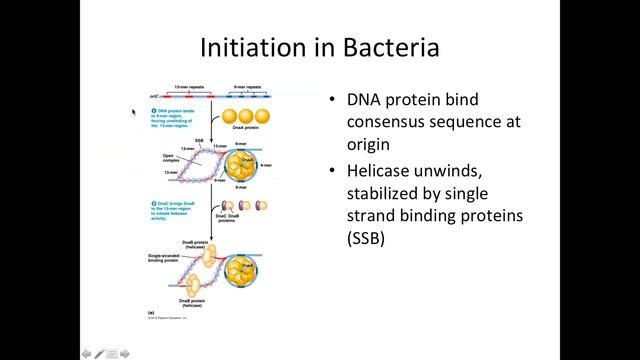 UNCP's Cell Bio: Replication