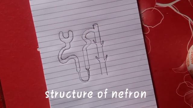 सिर्फ 2 मिनट  में बनाना सीखे नेफ्रॉन का चित्र, Class 10th Structure Of Nephron, Very Simple !