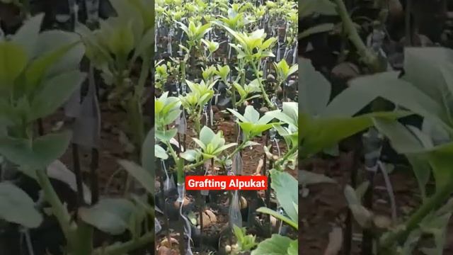 36e8ff7100dbe1da274c48432dcd50b3