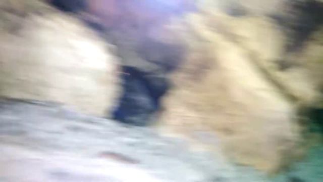 Флоридський рак - вырос