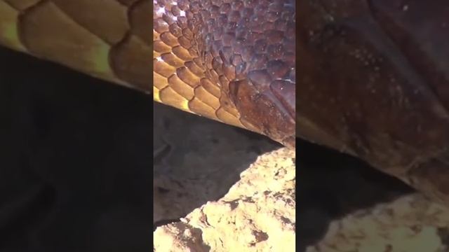 Агрессивный, быстрый и очень ядовитый тайпан