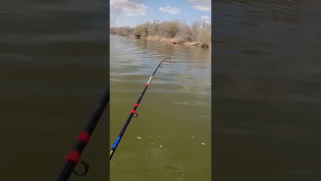 Клюнул крупняк  а я его не ждал..