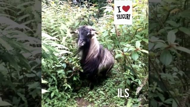Himalayan TAHR Spotted In Sukhia Road, Darjeeling. The Himalayan Tahr Is A Large Even-toed Ungulate