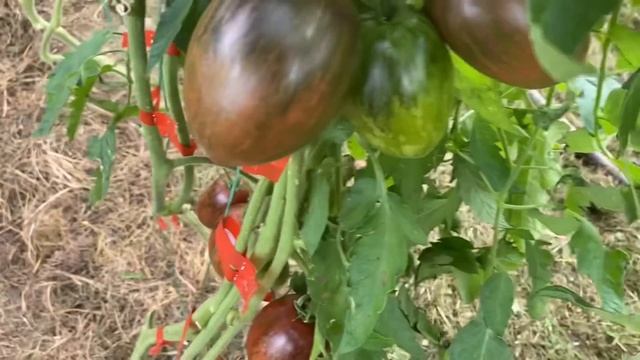 Сортовые коллекционные томаты в теплице. Урожайные и вкусные.