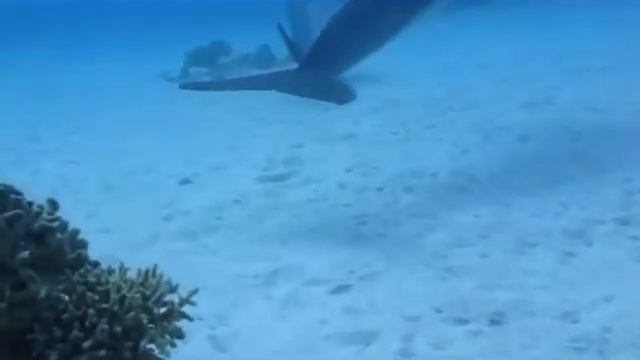 Dolphins!!! Дельфины!!! MayDivingSafari & Tauchen Unter Freunden