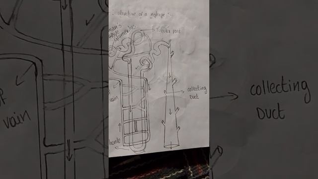 Simple Structure Of A Nephron Diagram