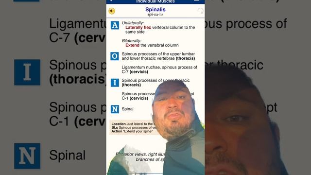 Spinalis-muscle Talks