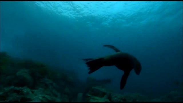 Islas Coronado, BUCEO
