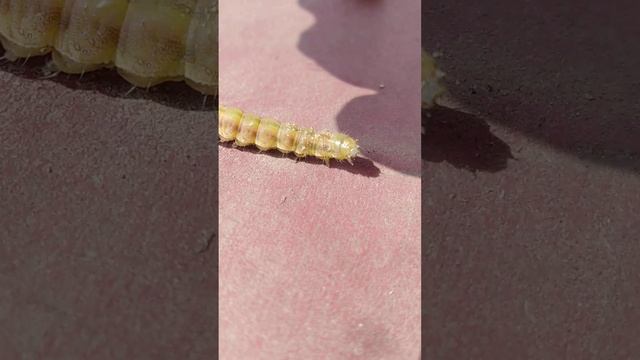 Caterpillar V685