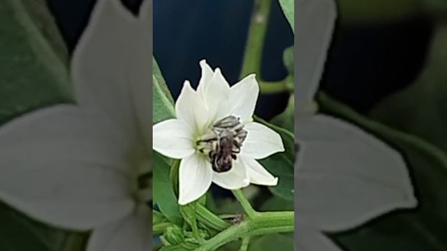439.My Exptl Lrng: Footing On Stigma With Pollen Shoes@My Home Garden.Honey Bee Pollinating Capsicu