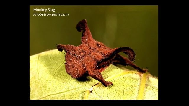 2023, May 1: Jim McCormac, 