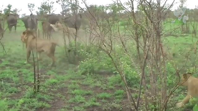 Эта Схватка Лишила их Жизни / Сражения Животных Снятые На Камеру