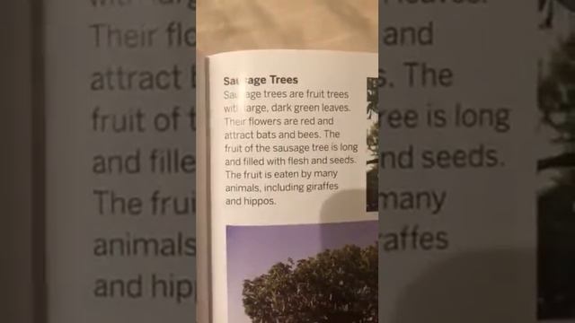 Handbook Of Habitats- Serengeti Plains In Tanzania Africa