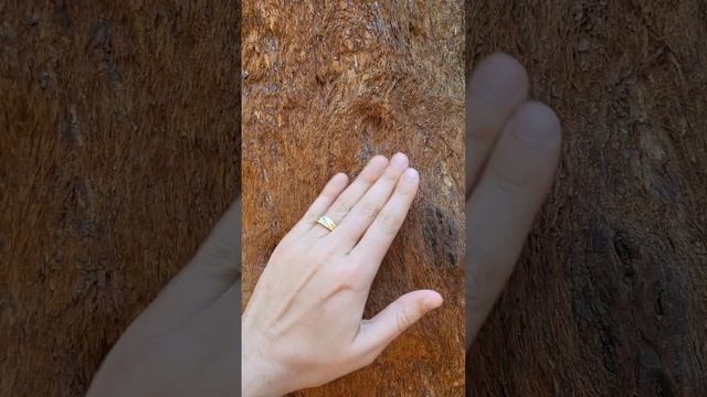 World's Largest Trees Sequoia's Are Living Creatures With Furry Hair Like Trunks