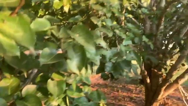 Молодушки-Несушки.  И Снова Туристы. #vlog #paraguay